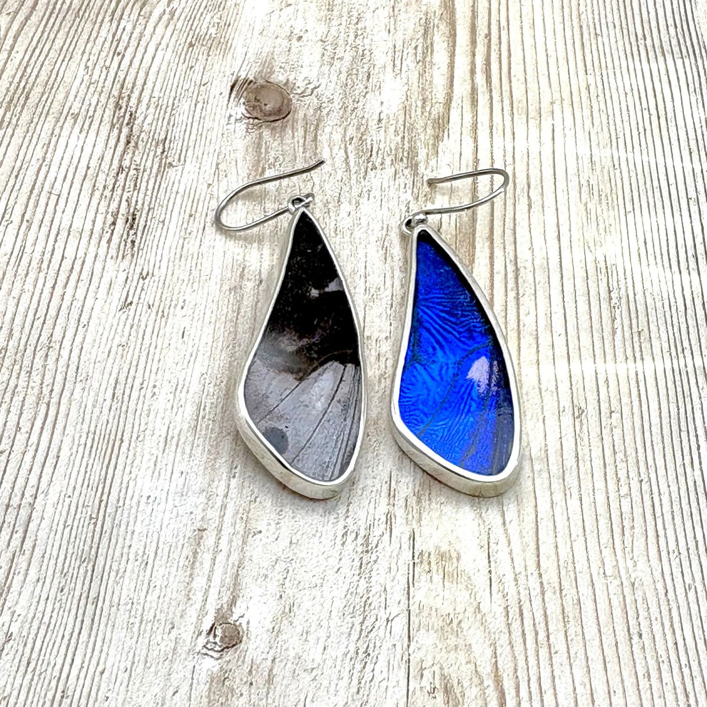 Boucles d'oreilles en argent 950 avec véritables ailes de papillon montrant les deux faces naturelles de l'aile.