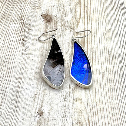 Boucles d'oreilles en argent 950 avec véritables ailes de papillon montrant les deux faces naturelles de l'aile.