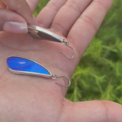 Vidéo démontrant les reflets changeants des véritables ailes de papillon selon les mouvements et la lumière. 